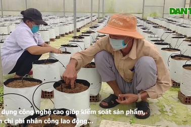 Cử nhân về quê trồng rau bằng điện thoại thông minh