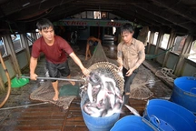 Nuôi 1kg cá tra tốn 28.000 đồng chi phí... chỉ bán được 26.000 đồng