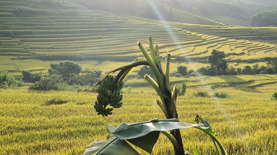 Về vùng cao Tiên Yên ở Quảng Ninh ngắm mùa vàng rực rỡ - 5 Về vùng cao Tiên Yên ở Quảng Ninh ngắm mùa vàng rực rỡ - 5