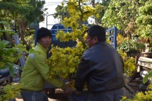 Gia Lai: Nhà vườn rộn ràng vào vụ trồng hoa mai sau Tết