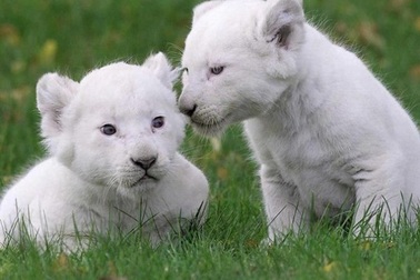 Nuôi thú cưng đắt giá, thú chơi mới của các đại gia