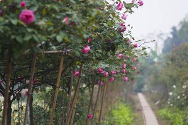 Chiêm ngưỡng gốc hồng cao tuổi giá 70 triệu đồng ở làng hoa Phù Vân