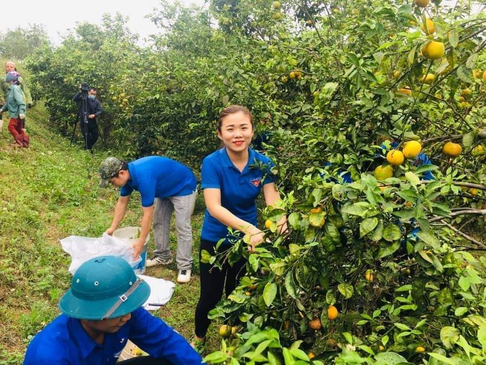 Giải cứu quýt cho người nông dân ở vùng đất đỏ xứ Nghệ - 1 Giải cứu quýt cho người nông dân ở vùng đất đỏ xứ Nghệ - 1