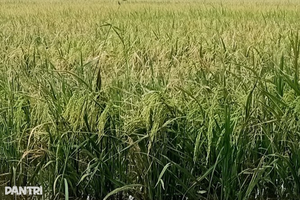 Phòng nông nghiệp mua phân, lúa từ công ty chuyên kinh doanh... xây dựng - 1 Phòng nông nghiệp mua phân, lúa từ công ty chuyên kinh doanh... xây dựng - 1