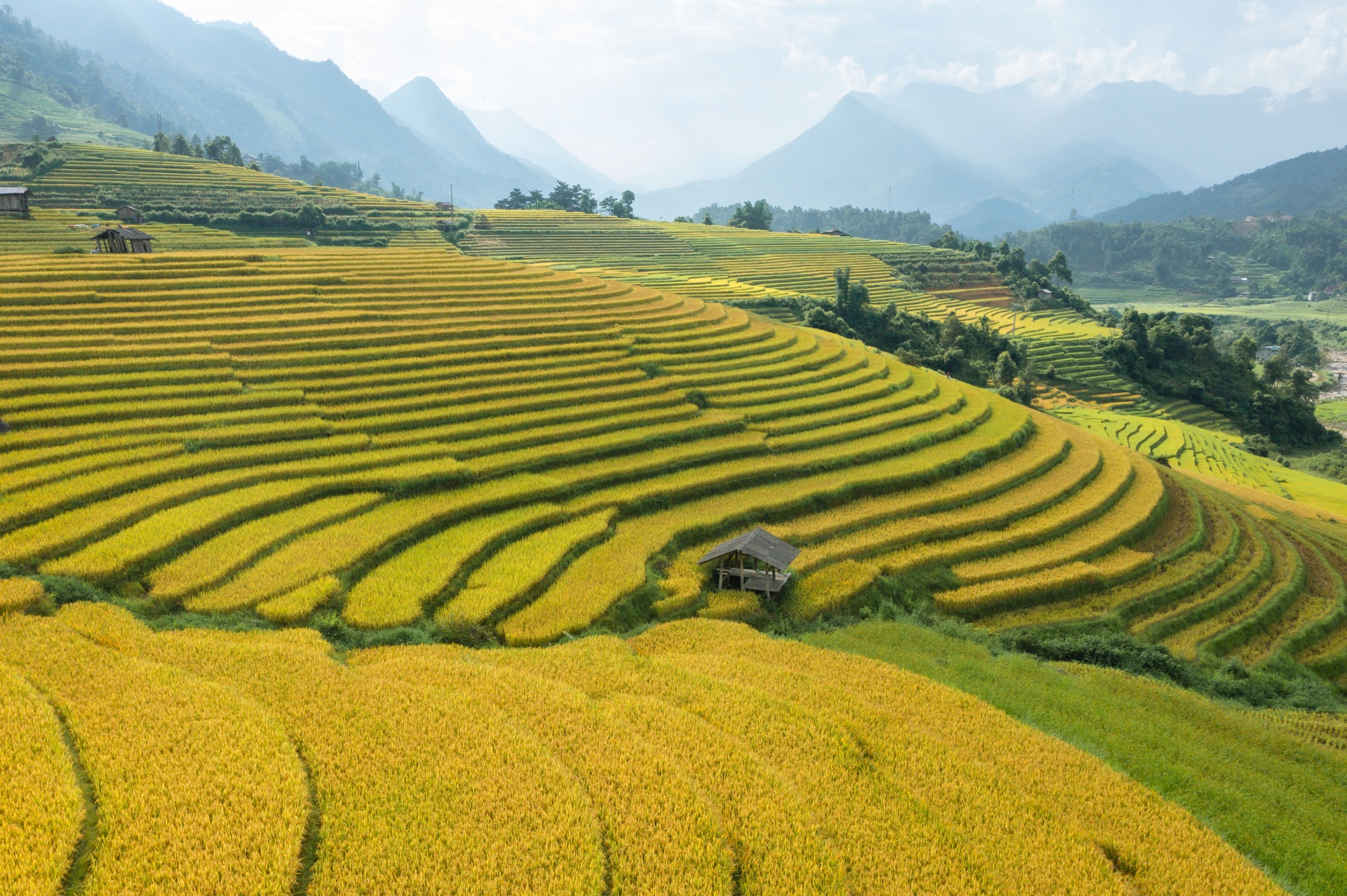 Picturesque ripe golden terraced fields captivate visitors to Sapa - 6