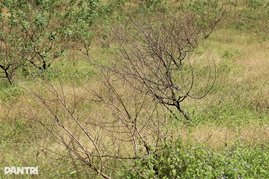 Thủ phủ đào phai chết khô sau mưa bão, người dân lo mất Tết - 3