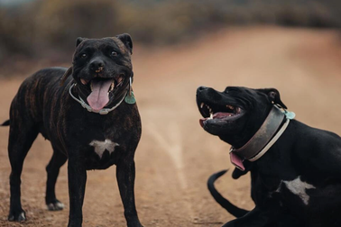 Mỹ, Ấn Độ, Nam Phi: Chó pit bull tấn công, gây nguy hiểm cho trẻ nhỏ