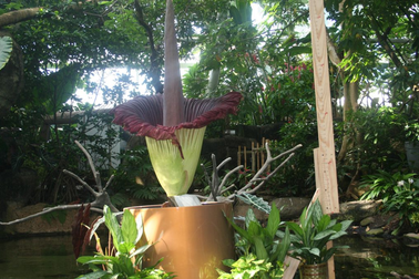 Đổ xô đi xem hoa xác thối nhiều năm nở 1 lần