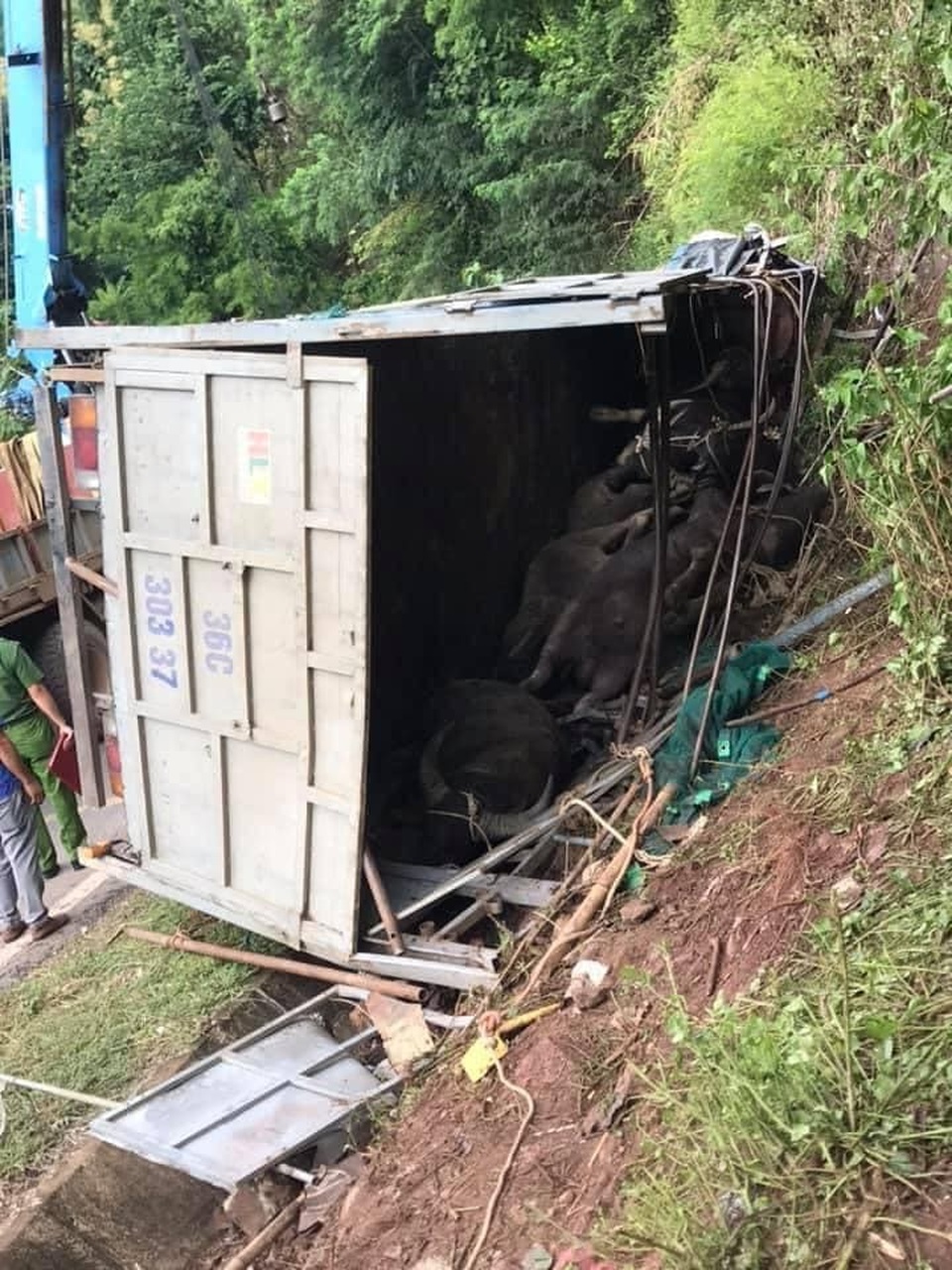 2 người mắc kẹt trong chiếc ô tô lật, 7 con trâu chết trên thùng xe - 4 2 người mắc kẹt trong chiếc ô tô lật, 7 con trâu chết trên thùng xe - 4