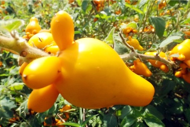 Nông dân "khóc ròng" vì trái Dư… dư đầy vườn