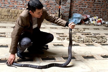 Tóm cổ rắn độc: Ông lão ôm vàng ròng đổi lấy ‘siêu xe’