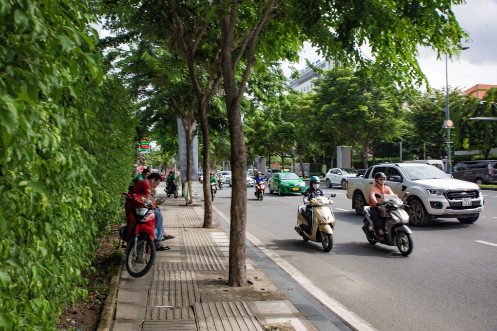 Cây xanh ở TPHCM bị bóp nghẹt bởi những tấm đan bất động - 1 Cây xanh ở TPHCM bị bóp nghẹt bởi những tấm đan bất động - 1