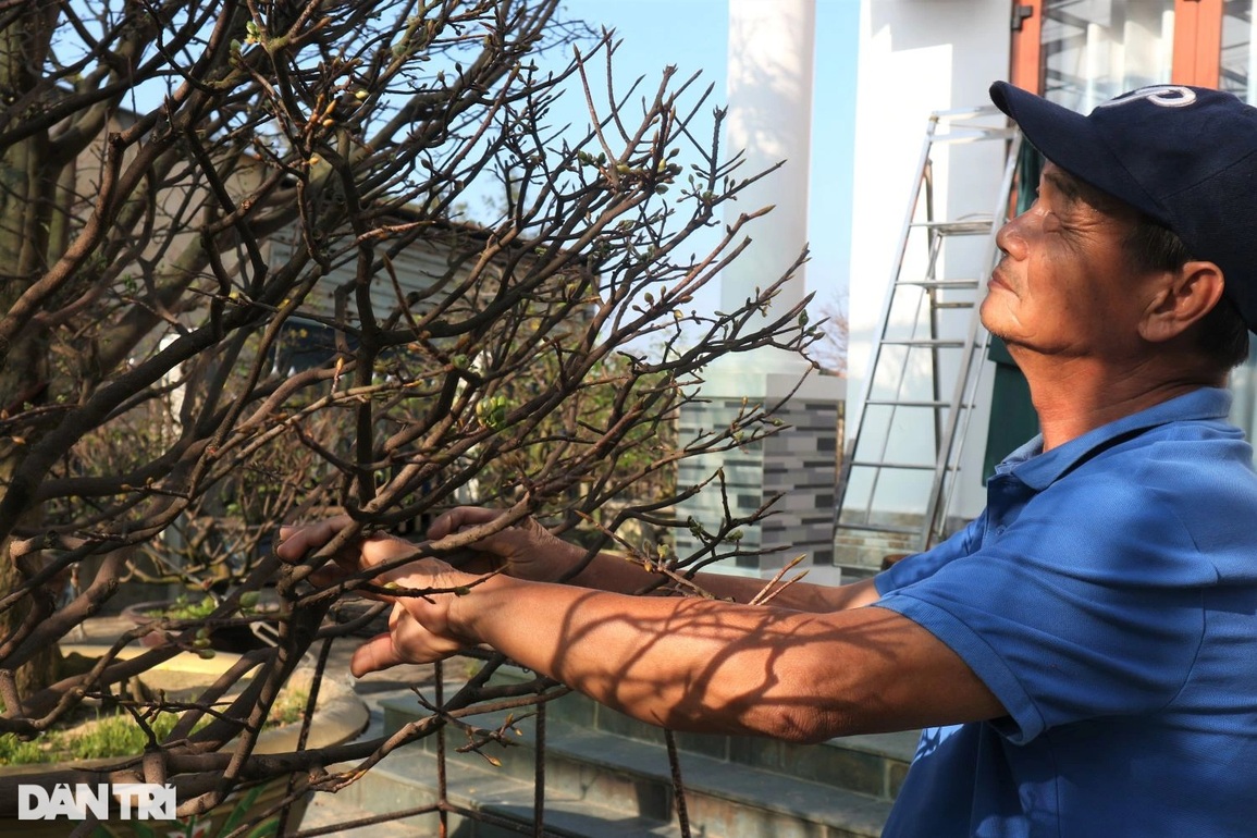 Dịch vụ cho thuê mai chưng Tết phập phồng những ngày cuối năm - 1 Dịch vụ cho thuê mai chưng Tết phập phồng những ngày cuối năm - 1