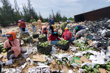 33 tấn xoài bị đổ tràn đường, tài xế bất ngờ khi được giúp quá nhiệt tình