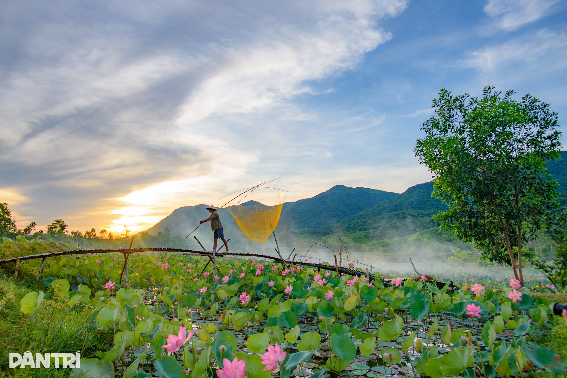 Cánh đồng sen bạt ngàn, đẹp hút hồn ở Quảng Nam - 9 Cánh đồng sen bạt ngàn, đẹp hút hồn ở Quảng Nam - 9