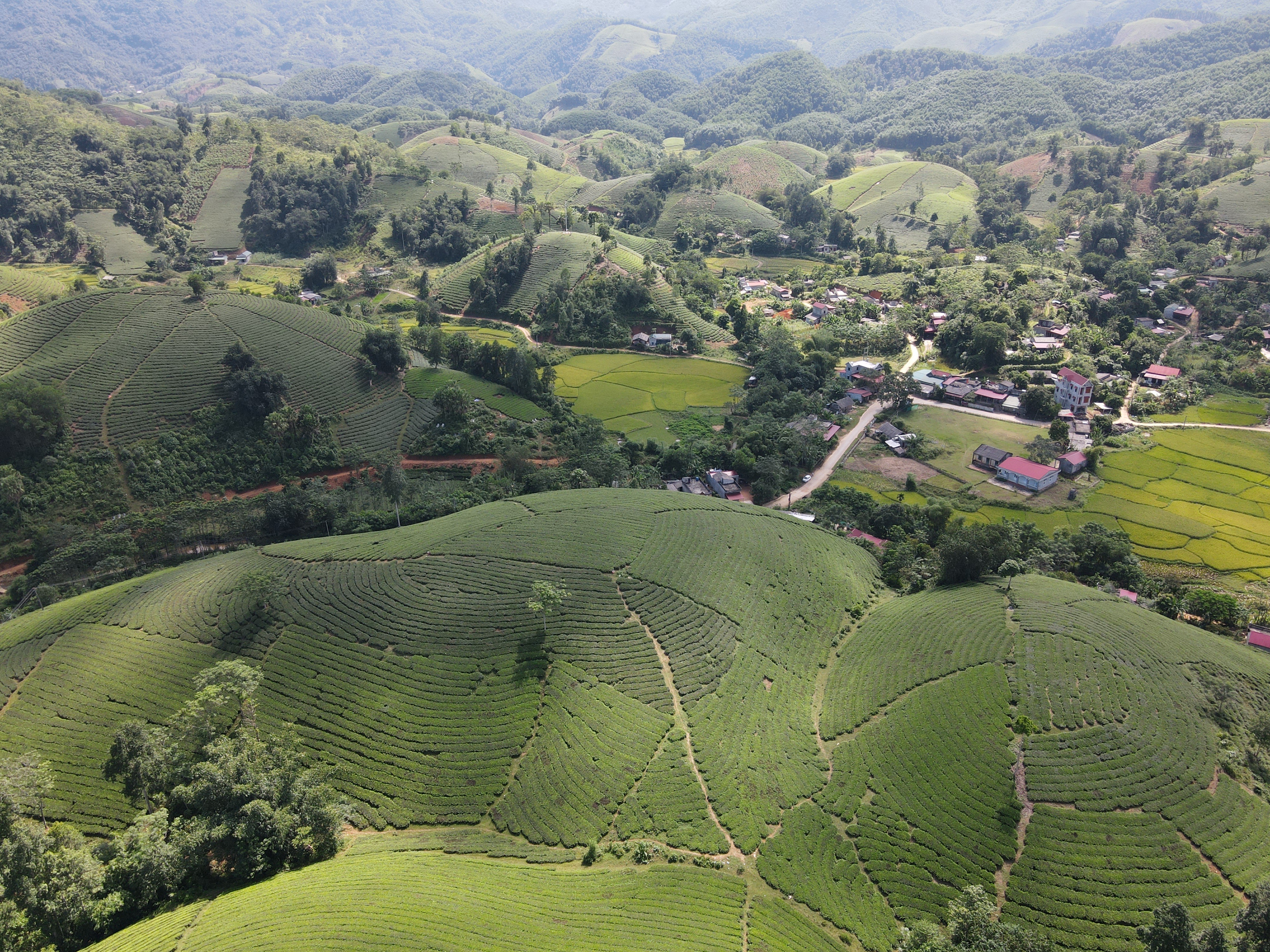 Choáng ngợp vẻ đẹp của đồi chè hình bát úp độc nhất Việt Nam - 12