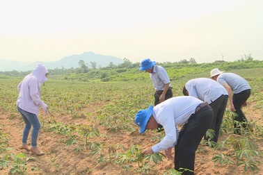Người trồng sắn lao đao vì cây trồng nhiễm bệnh lạ
