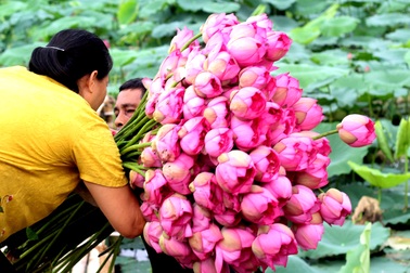 Kiếm tiền triệu mỗi ngày nhờ trồng sen Hồ Tây