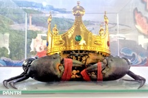 Con cua Cà Mau lớn nhất sẽ nhận giải thưởng 15 triệu đồng