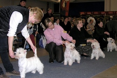 Chăm sóc thú cưng: Ngành “hốt bạc” tại Mỹ