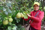 Quả đặc sản mất mùa, rớt giá, nông dân vùng "thập ngũ tiên sa" buồn thiu