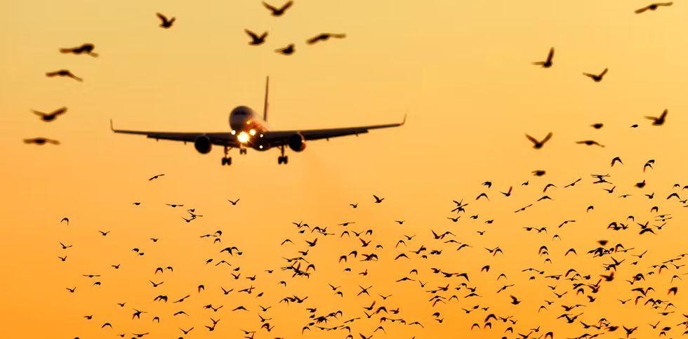 Vì sao chim trời là cơn ác mộng của các phi công? - 1 Vì sao chim trời là cơn ác mộng của các phi công? - 1