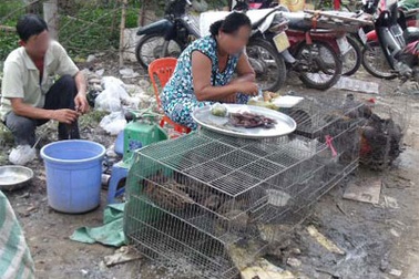 Cúm tái phát, gia cầm chưa qua kiểm dịch vẫn tràn lan