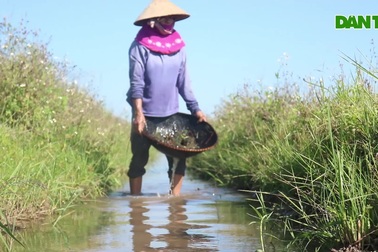 Người dân đội nắng đi mò ốc, kiếm hàng trăm nghìn mỗi ngày