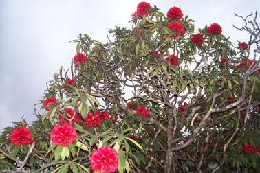 Ngắm các loài hoa đỗ quyên khoe sắc trên núi Hoàng Liên 