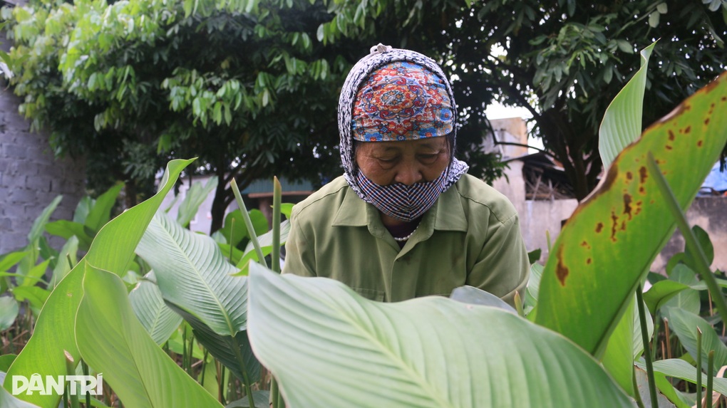 Nghề hái lá ăn tiền gần 500 năm tuổi bên sông Đáy - 3 Nghề hái lá ăn tiền gần 500 năm tuổi bên sông Đáy - 3