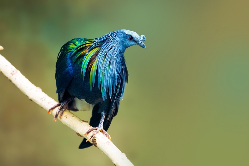 Loài chim bồ câu tuyệt đẹp, được pháp luật Việt Nam bảo vệ nghiêm ngặt - 1 Loài chim bồ câu tuyệt đẹp, được pháp luật Việt Nam bảo vệ nghiêm ngặt - 1