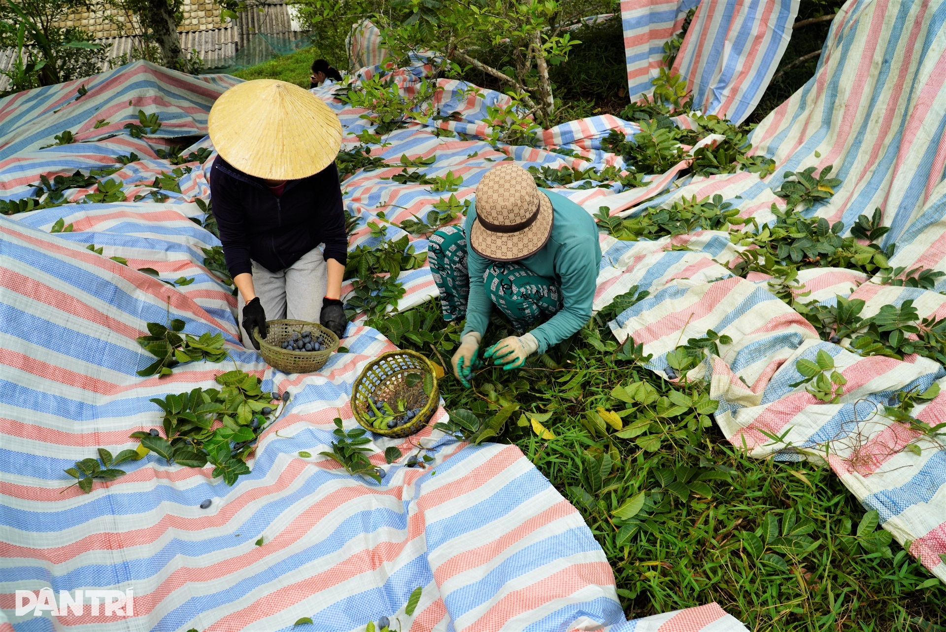 Sirkus på trær som plukker svart frukt, en ettertraktet spesialitet - 9 Làm xiếc trên cây hái loại quả đen xì, đặc sản được săn lùng - 9