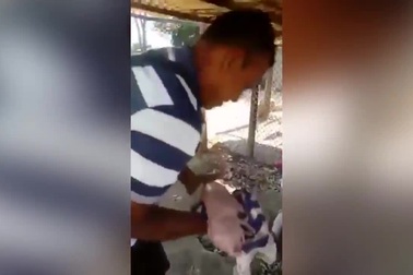 Xôn xao lợn đột biến có mặt như mặt người