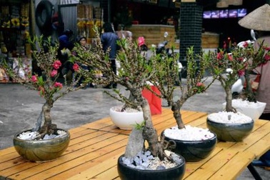 Tưởng mua được Đào Thất thốn giá rẻ, người Việt ngán ngẩm