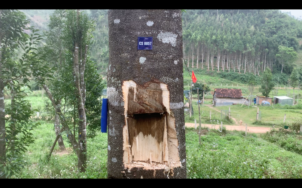 Công nghệ cấy men vi sinh tạo ra trầm hương chất lượng cao - 4 Công nghệ cấy men vi sinh tạo ra trầm hương chất lượng cao - 4