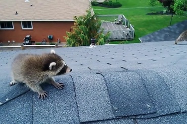 Gấu mèo mẹ giải cứu con non