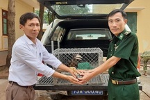 Tiếp nhận 2 cá thể chim Cao Cát quý hiếm