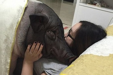 Thiếu nữ Trung Quốc có sở thích ngủ cùng lợn