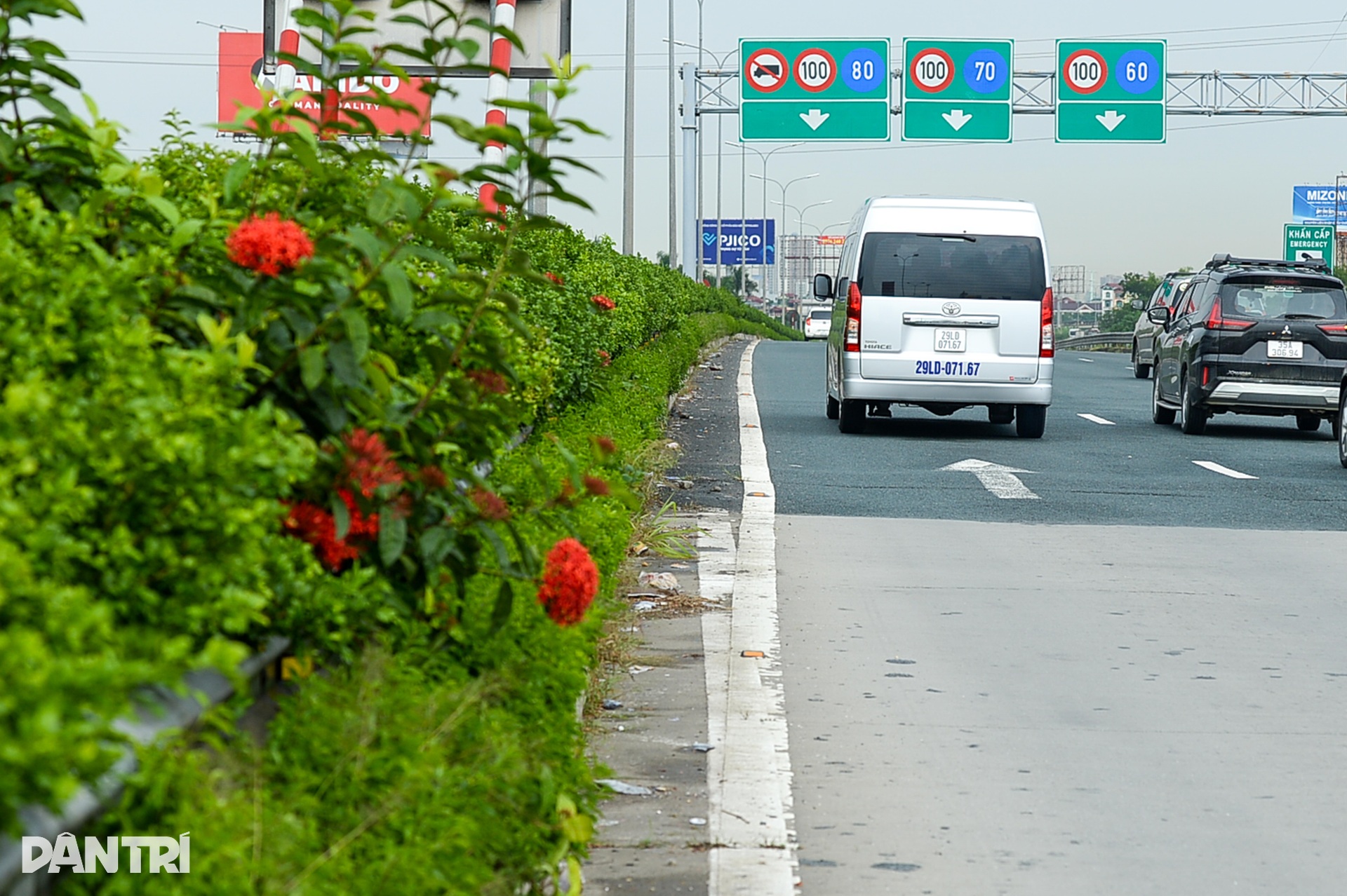 Cây xanh tươi tốt ở dải phân cách giữa cao tốc Pháp Vân - Cầu Giẽ - 4
