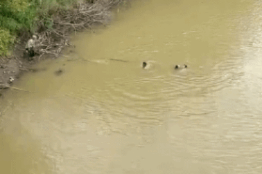 Thanh niên kiệt sức nằm gục sau khi cứu người tự vẫn dưới sông sâu