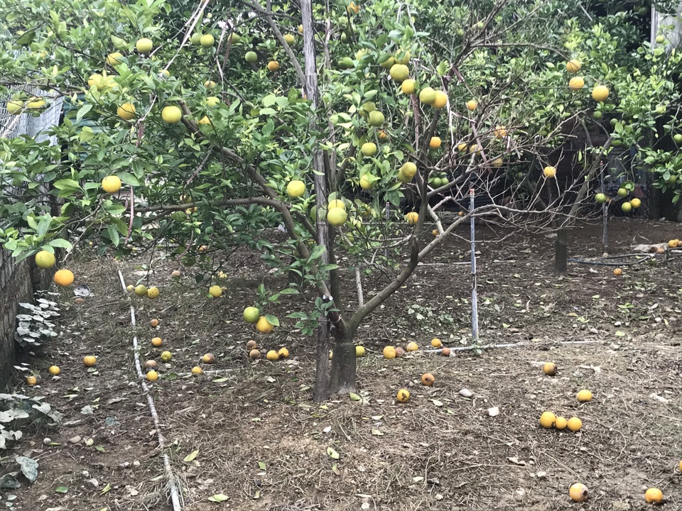 Nuốt nước mắt nhìn cam đặc sản nức tiếng rụng dần - 11 Nuốt nước mắt nhìn cam đặc sản nức tiếng rụng dần - 11