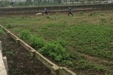 Màn đuổi bắt lợn để làm thịt cực kỳ hài hước