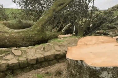 Cây sung 300 năm tuổi từng xuất hiện trong phim bom tấn bị chặt trộm