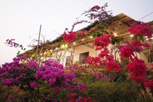 Vợ chồng biến 5500 m2 đất cằn thành khu đồi hoa giấy đẹp như mơ ở Lâm Đồng