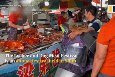 Hàng trăm chú chó được giải cứu trên đường trước khi bị đưa lên bàn tiệc