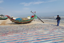 Trúng đậm cá trích, ngư dân bãi ngang thu tiền triệu mỗi ngày