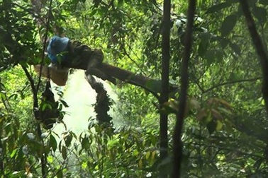 Sang Lào bắt ong, bị ong đốt tử vong