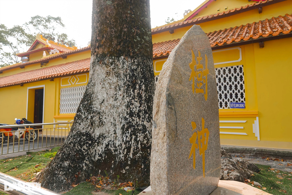 Chiêm ngưỡng cây dầu khủng 200 năm tuổi trên ngọn núi ở An Giang - 9