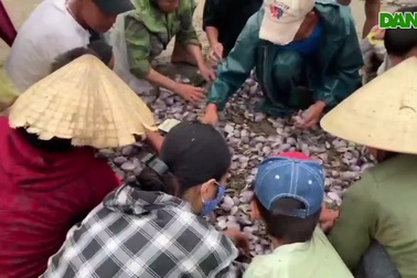 Người dân đổ xô ra bãi biển nhặt ngao