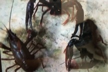 Thực hư thông tin doanh nghiệp “xúi” dân phá lúa, nuôi sinh vật lạ